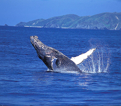 ホエールウォッチングに参加する